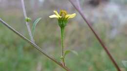 Image of Bidens subalternans DC.