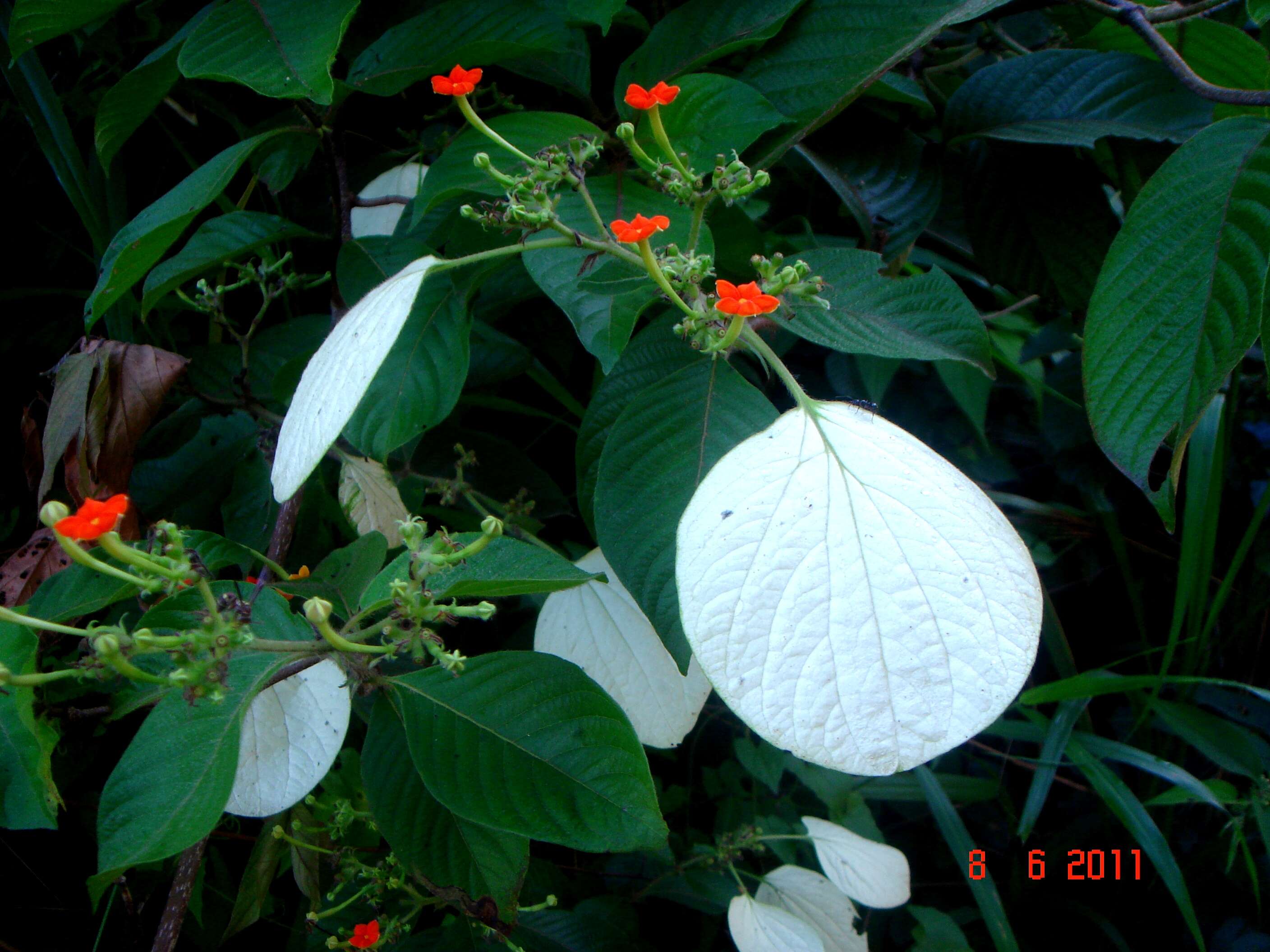 Image of White flag bush