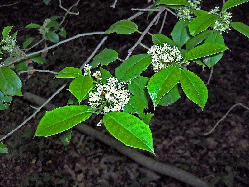 Image of American holly