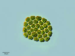 Image of Pseudopediastrum integrum