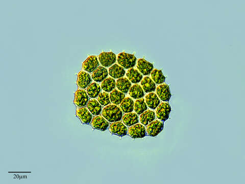 صورة Pseudopediastrum integrum