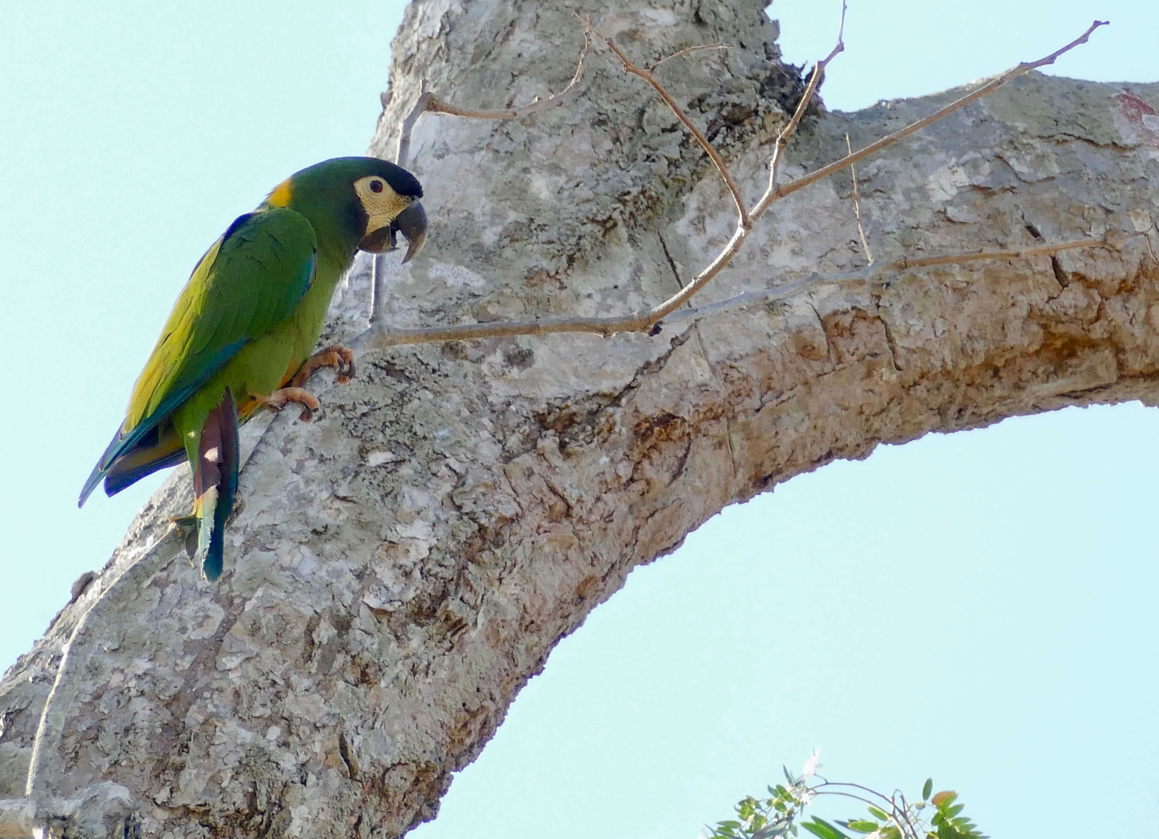 Image of Golden-collared Macaw