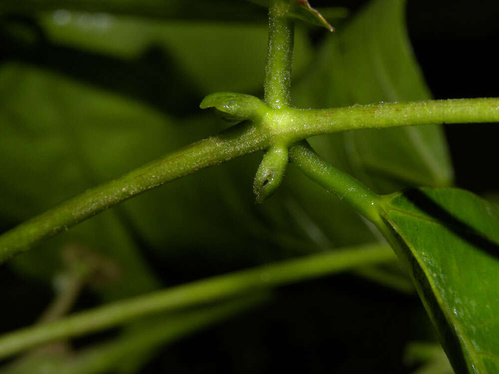 Plancia ëd Erythrina poeppigiana (Walp.) O. F. Cook