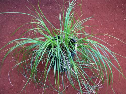 Image of Meyen's sedge