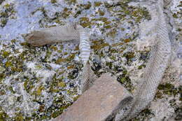 Image of Dahls Wipe Snake