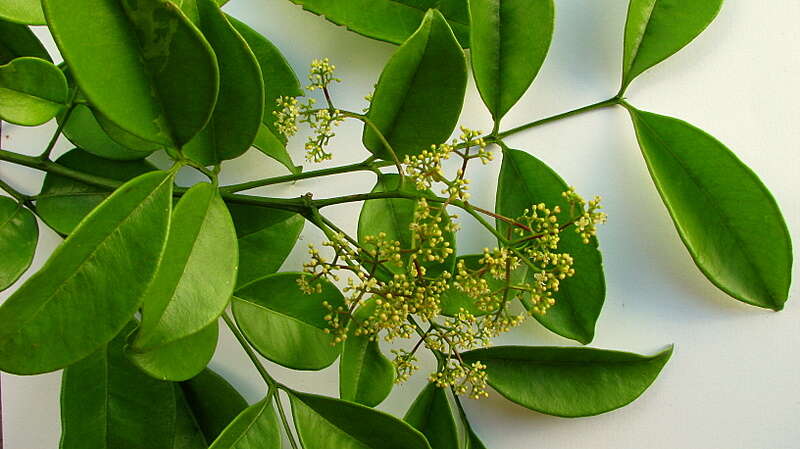 Imagem de Zanthoxylum tingoassuiba A. St.-Hil.