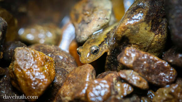 Image of Brook salamander