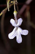 Image of Streptocarpus haygarthii N. E. Brown ex C. B. Clarke