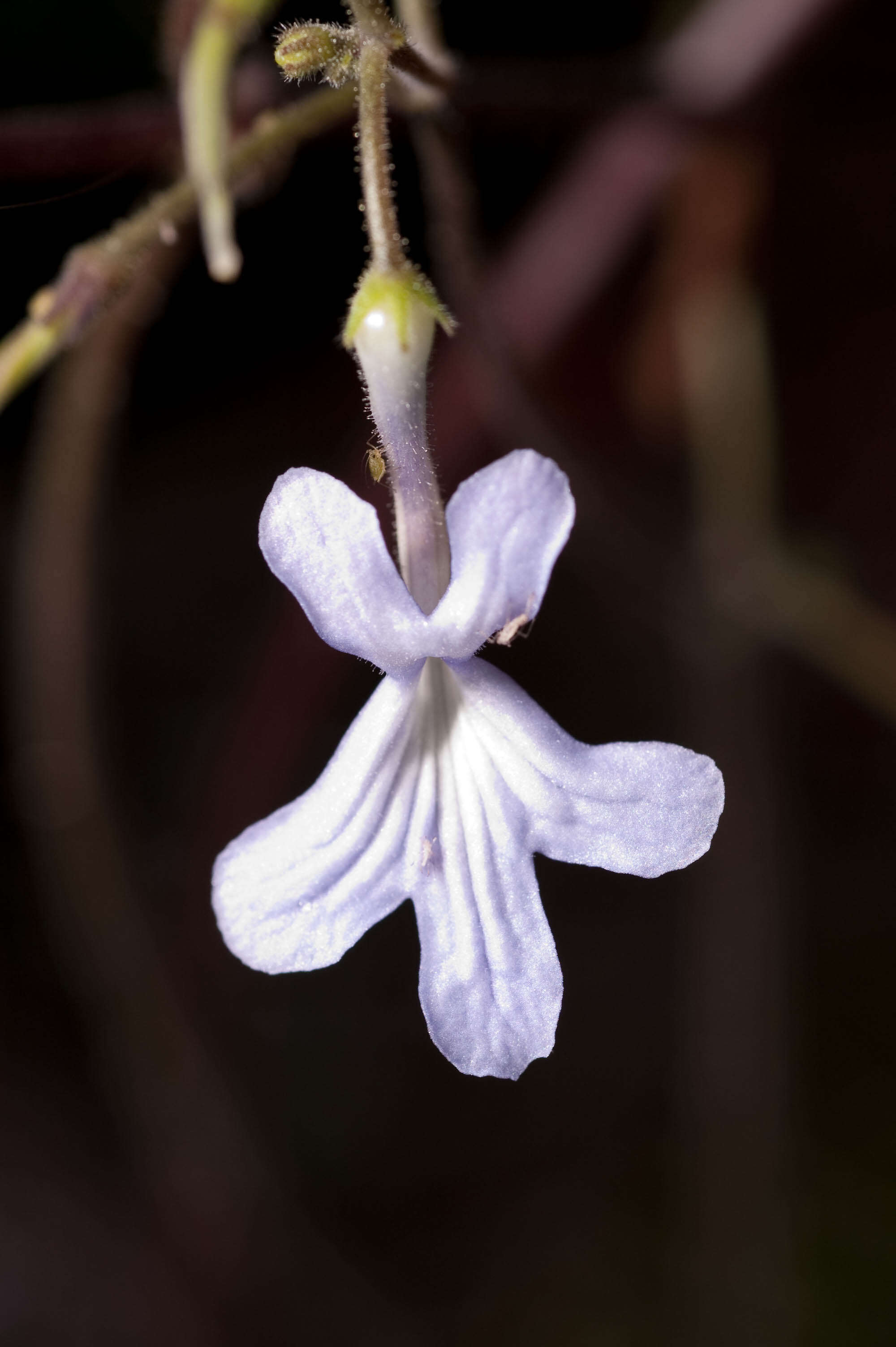 Image of Streptocarpus haygarthii N. E. Brown ex C. B. Clarke