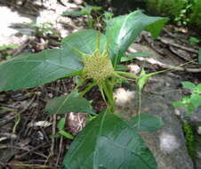 Image of Dorstenia cuspidata Hochst.