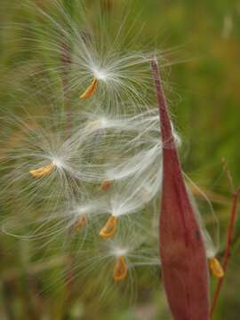 Image of Savannah Milkweed