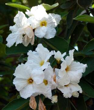 Image de Cordia boissieri A. DC.