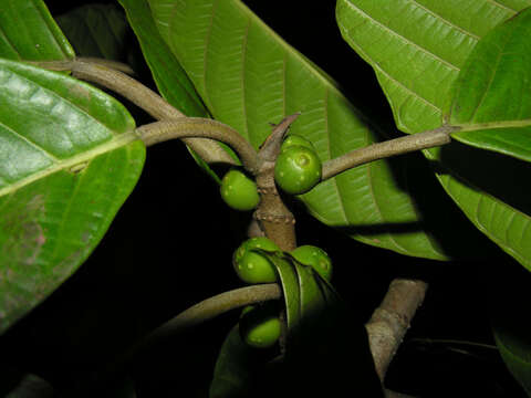 Image of Ficus brevibracteata Burger