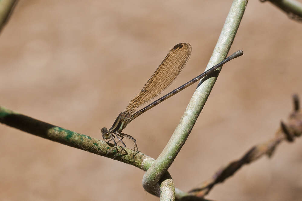 Image of Argia pulla Hagen ex Selys 1865