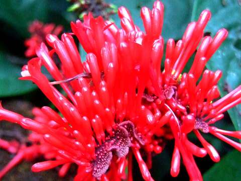 Image of Cardinal's guard flower