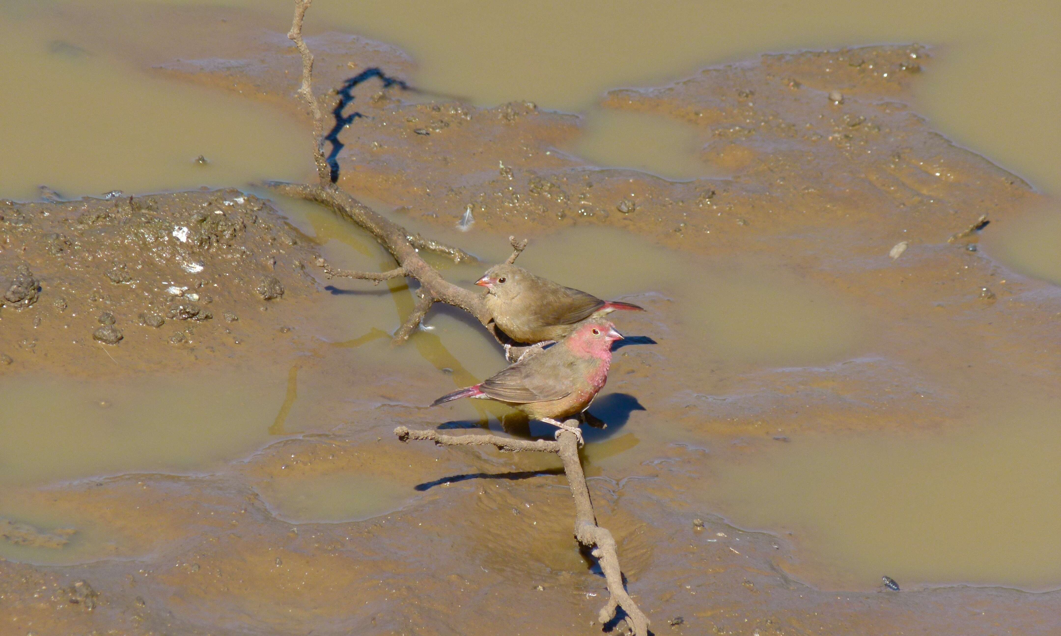 Image of Red-billed Firefinch