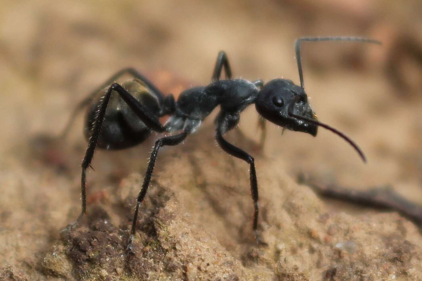 Image de Camponotus suffusus (Smith 1858)