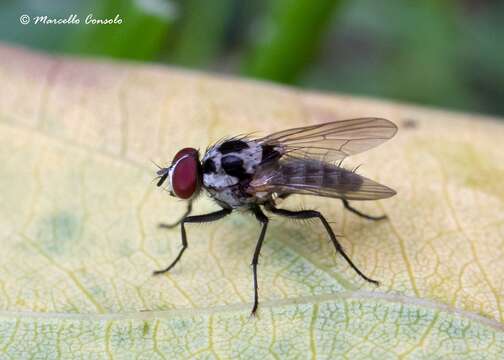 Image de Anthomyia procellaris Rondani 1866