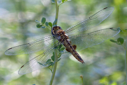 Image of Rainpool Gliders