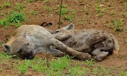 Image of Spotted Hyaenas