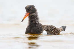 Image of Australian Pied Oystercatcher