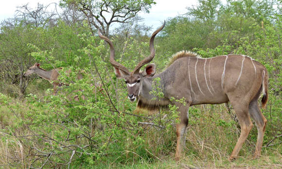 Image of Greater Kudu