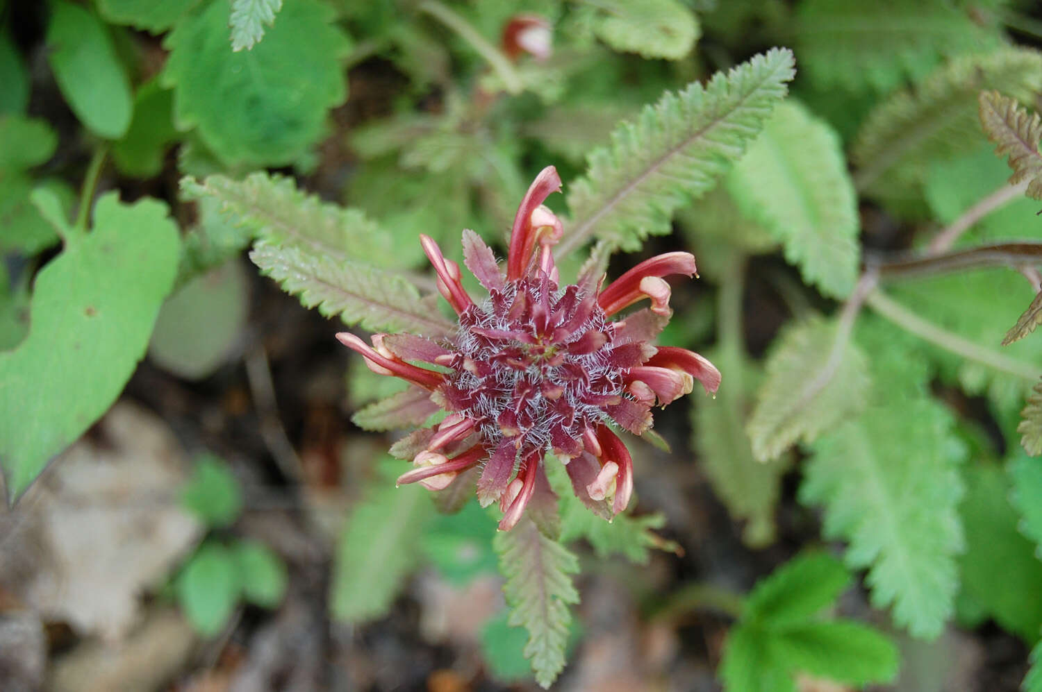 Pedicularis canadensis L. resmi