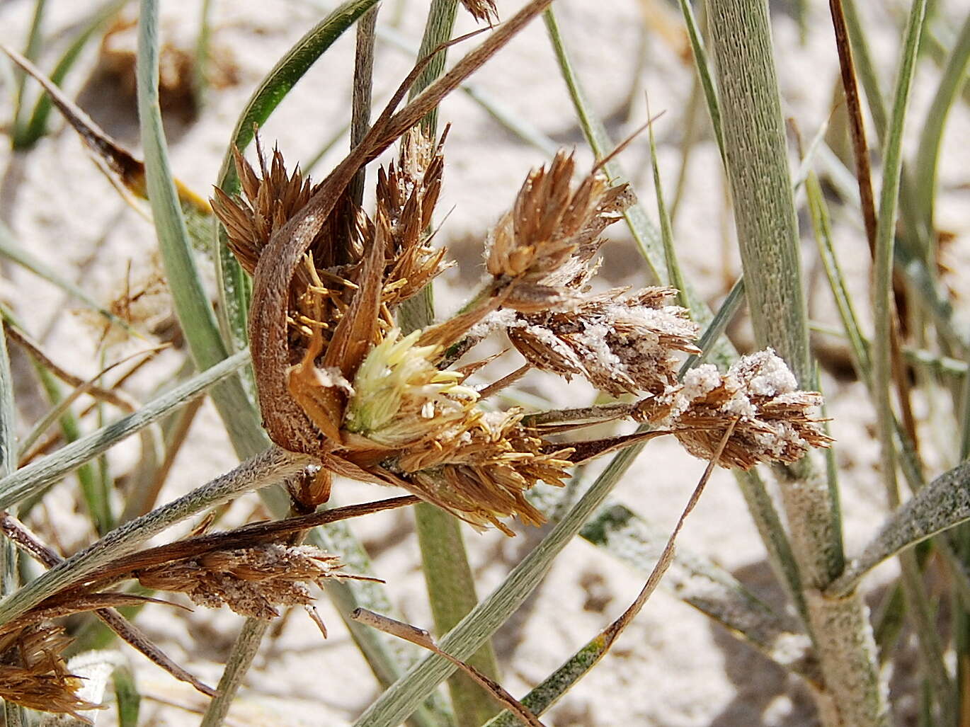 Image of Spinifex sericeus R. Br.