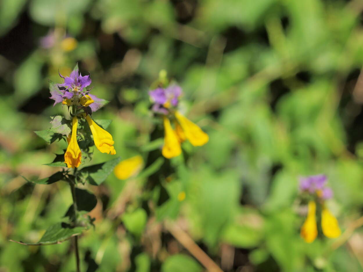 Слика од Melampyrum nemorosum L.