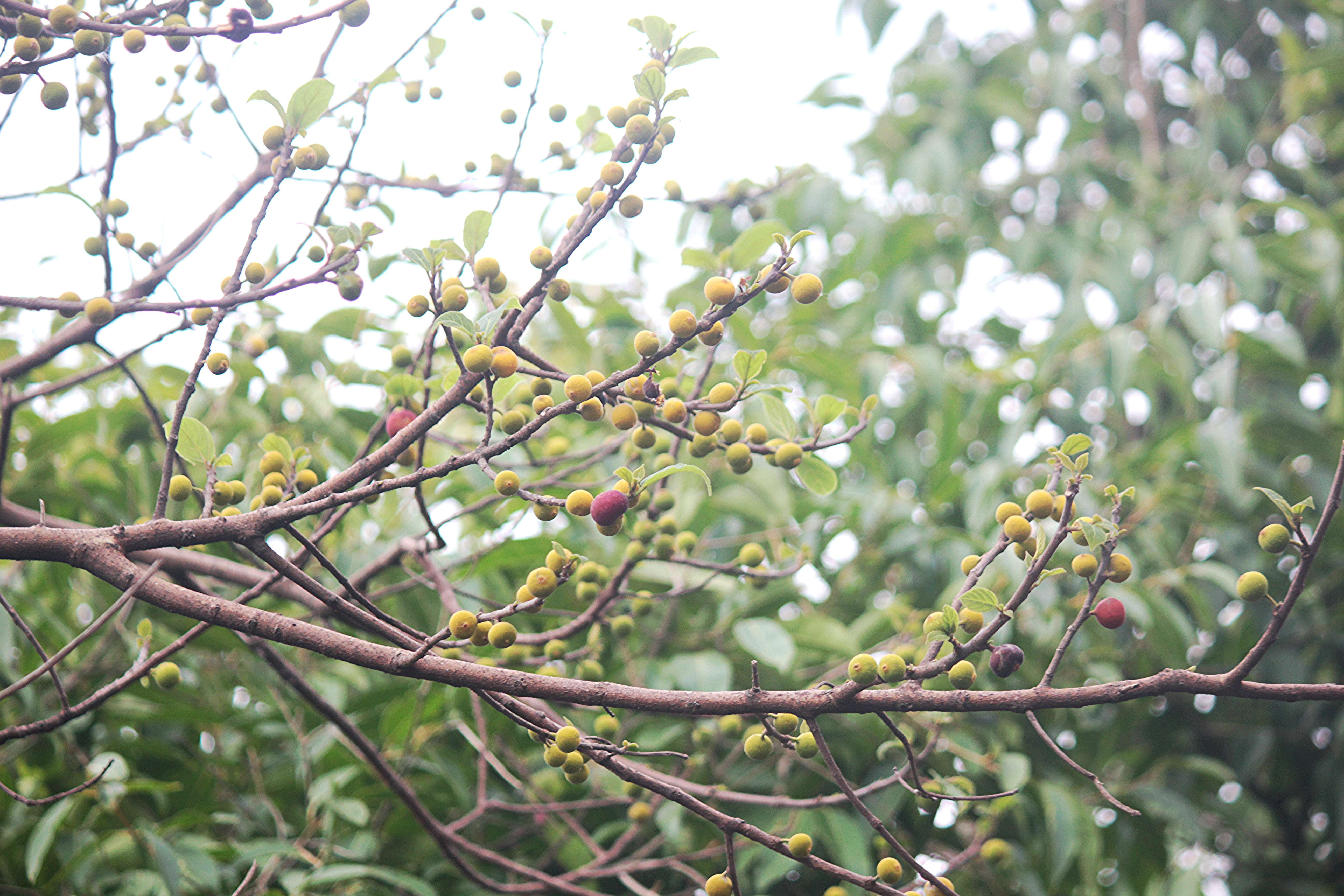 Image of Brahma's Banyan