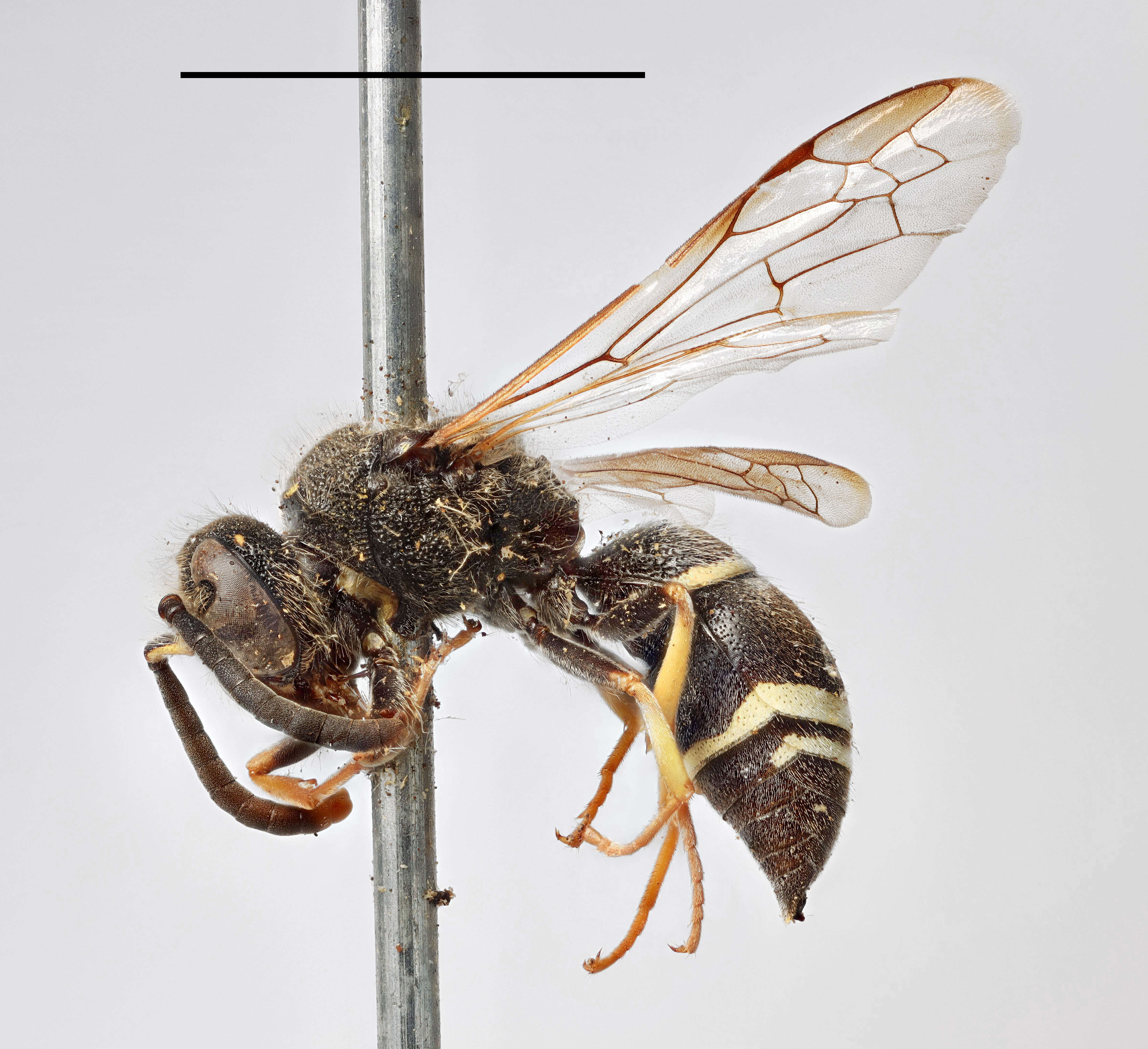 Image of Ancistrocerus scoticus (Curtis 1826)