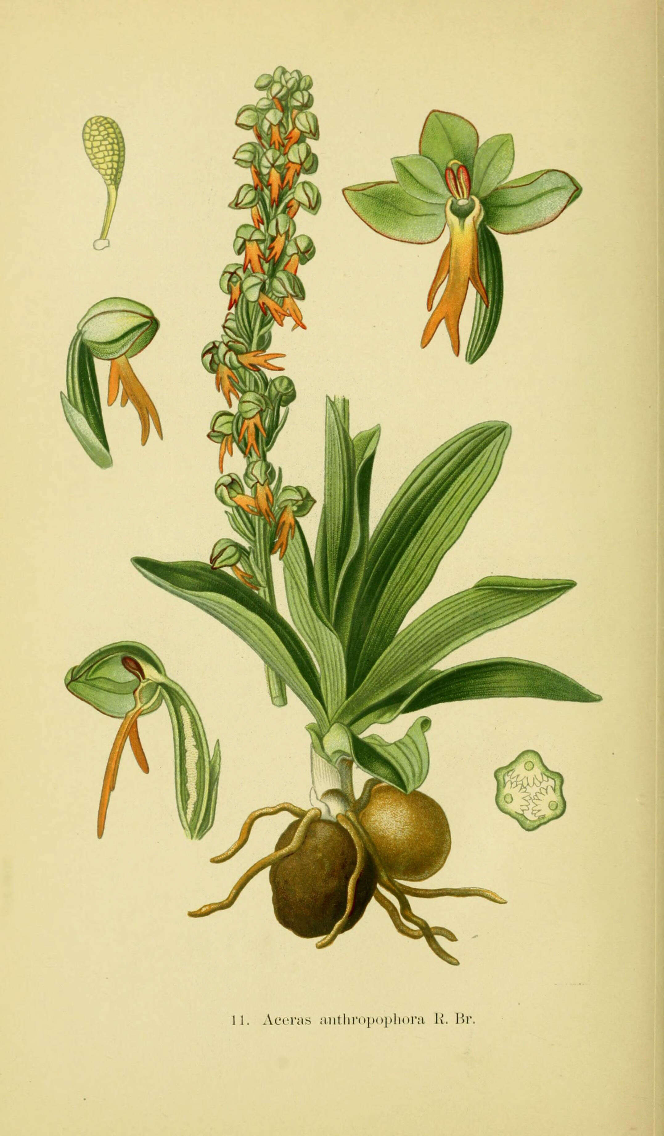 Image of Man Orchids