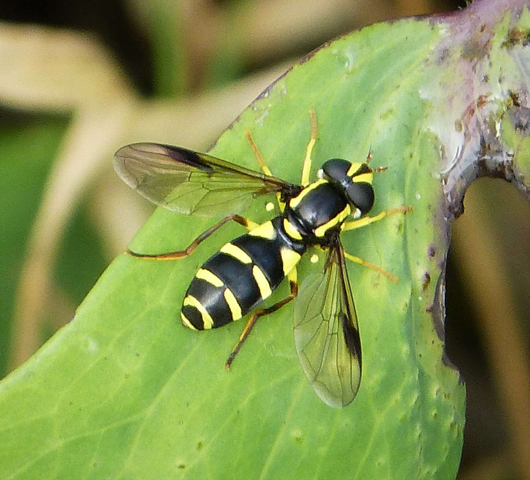 Image of Xanthogramma pedissequum (Harris 1776)