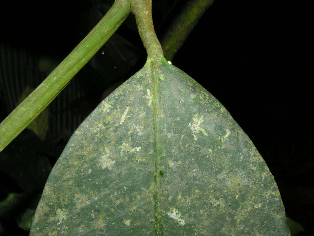 Слика од Garcinia magnifolia (Pittier) B. Hammel