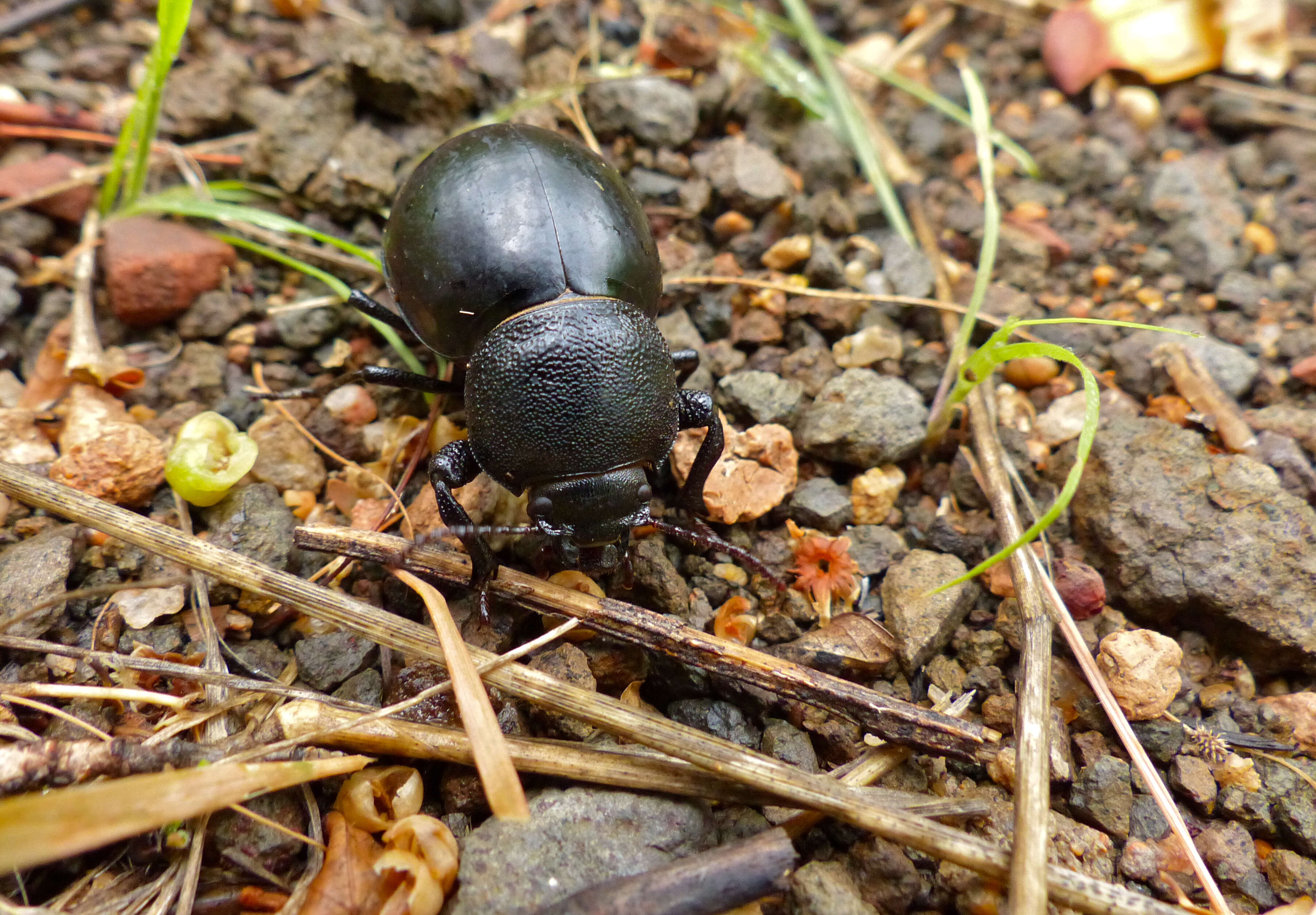 Image of Ocnodes (Ocnodes) scrobicollis Fåhraeus 1870