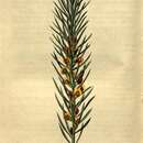Image of Daviesia acicularis Sm.