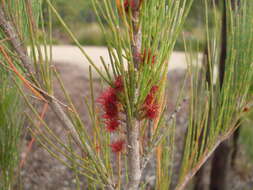 Image of beefwood family