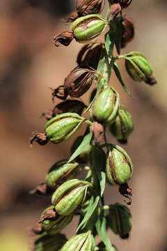 Image of Broad-leaved Helleborine