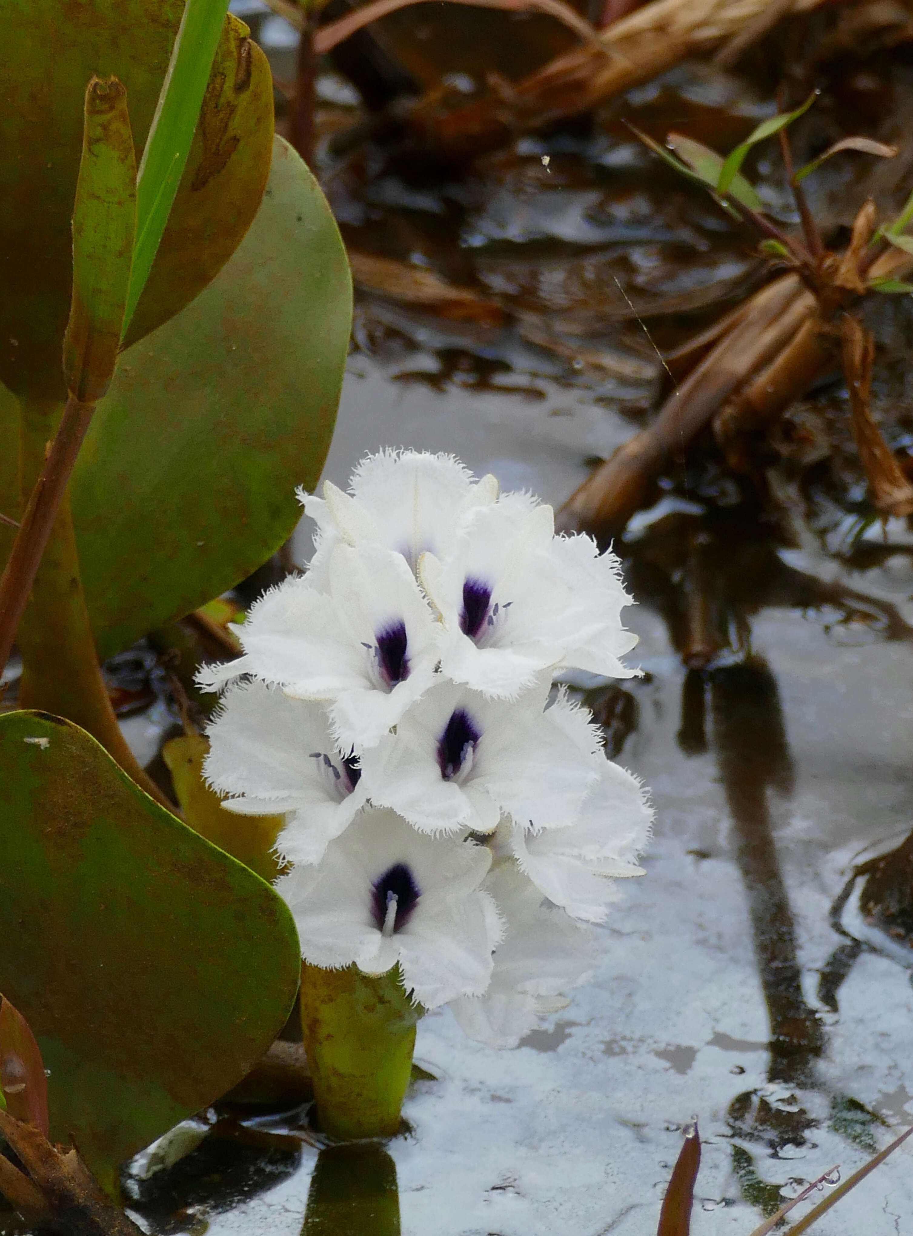 Image de Eichhornia azurea (Sw.) Kunth