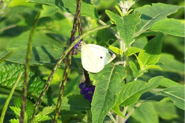 Image of small white