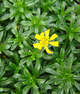 Image of Gutierrezia spathulata Phil.