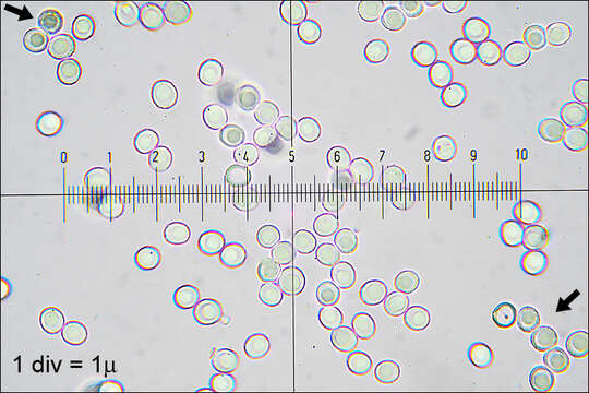 Sivun Hericium flagellum (Scop.) Pers. 1797 kuva