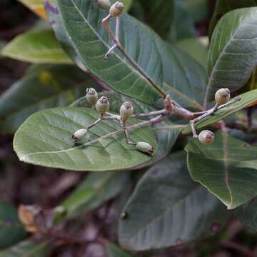 Image of Pimenta pseudocaryophyllus (Gomes) L. R. Landrum