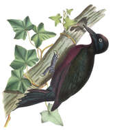 Image of Guadeloupe Woodpecker