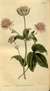 Imagem de Astrantia