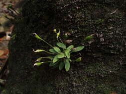 Image of cup orchid