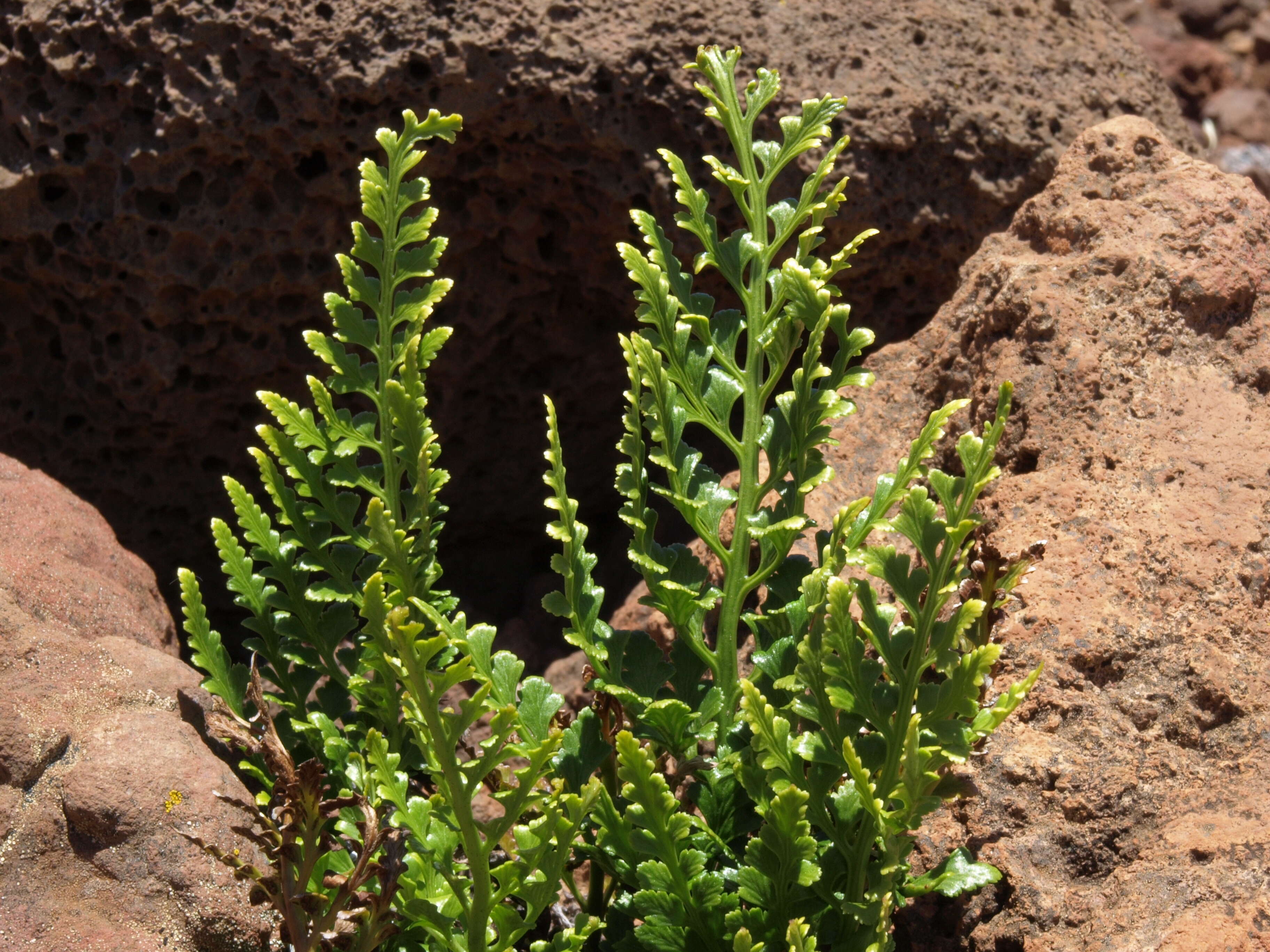 Image of spleenwort