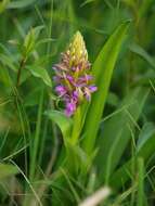 Dactylorhiza incarnata subsp. incarnata resmi