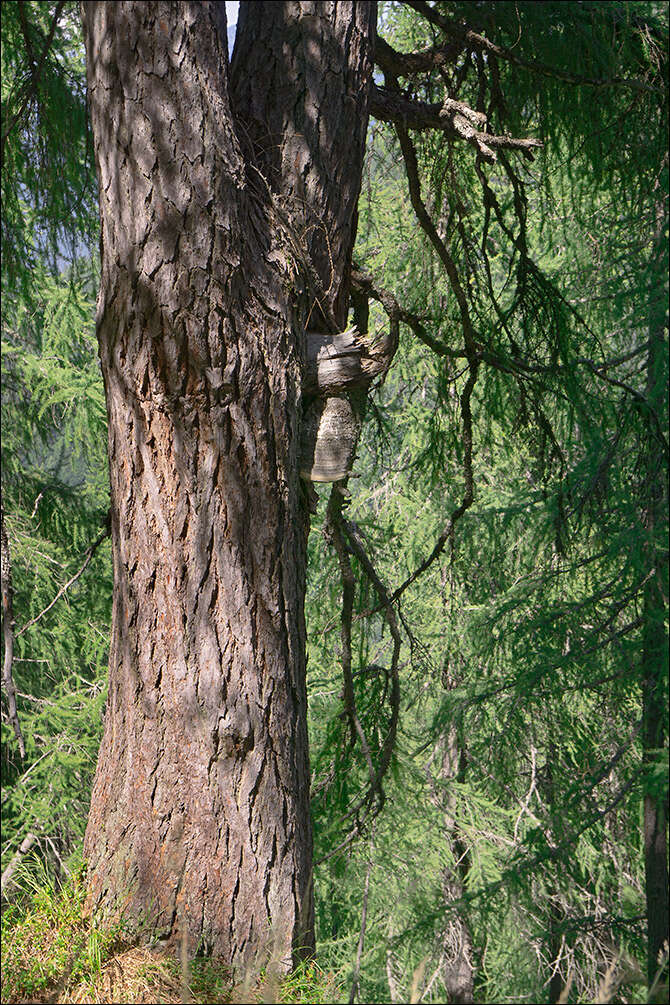 Image of Fomitopsis