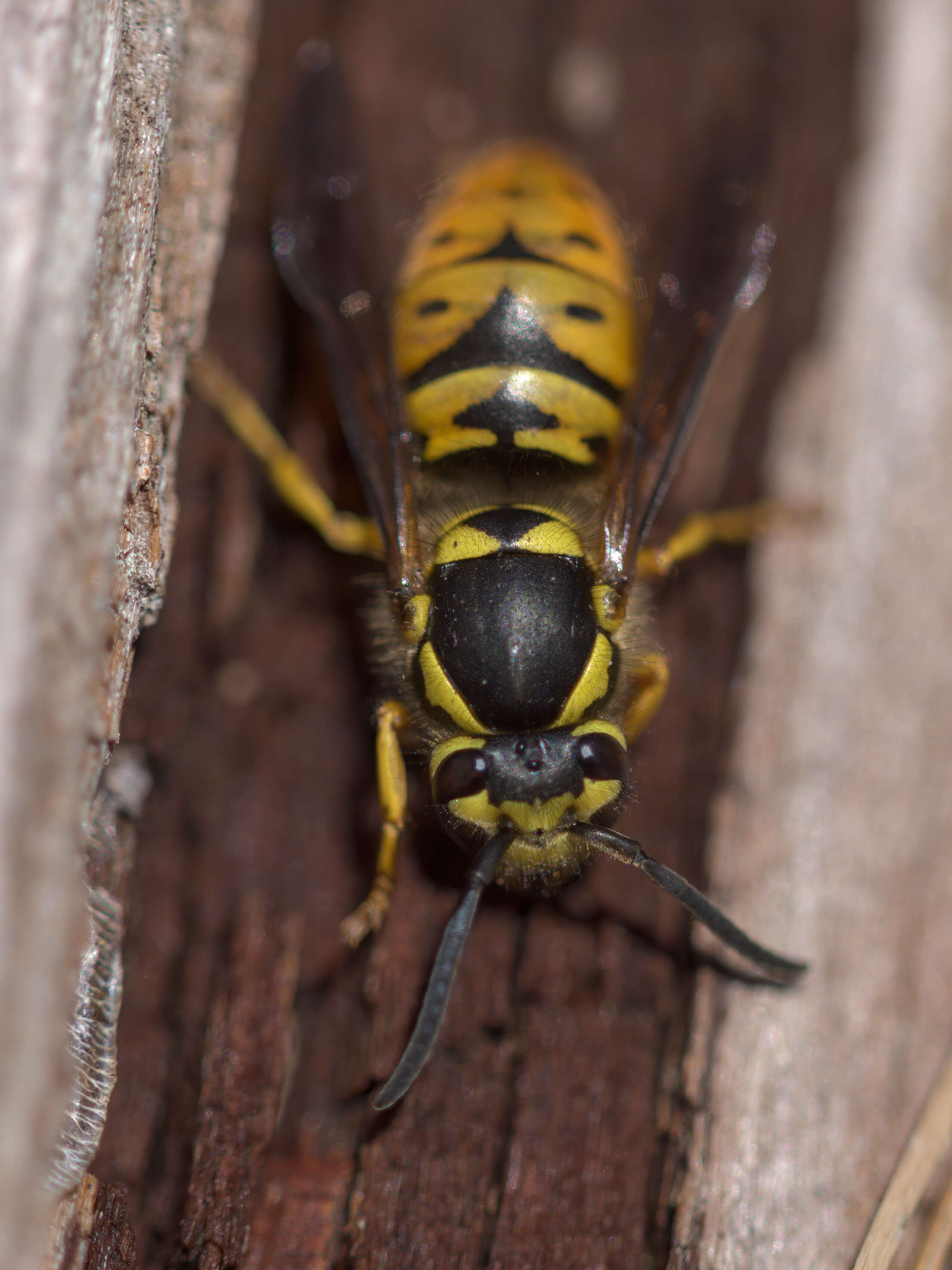 Image of Yellowjackets